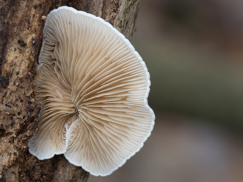 Crepidotus caspari